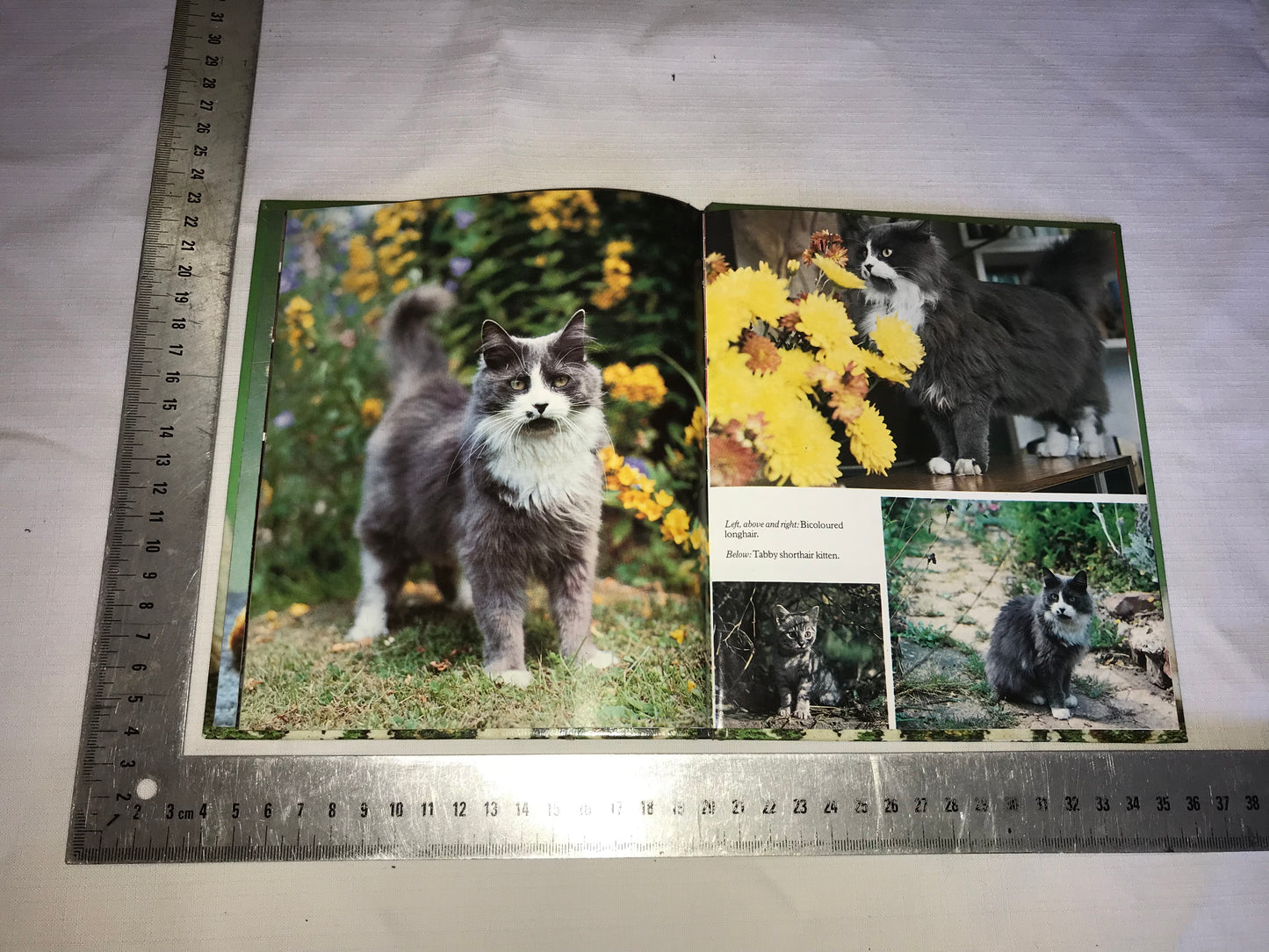Book about Cats