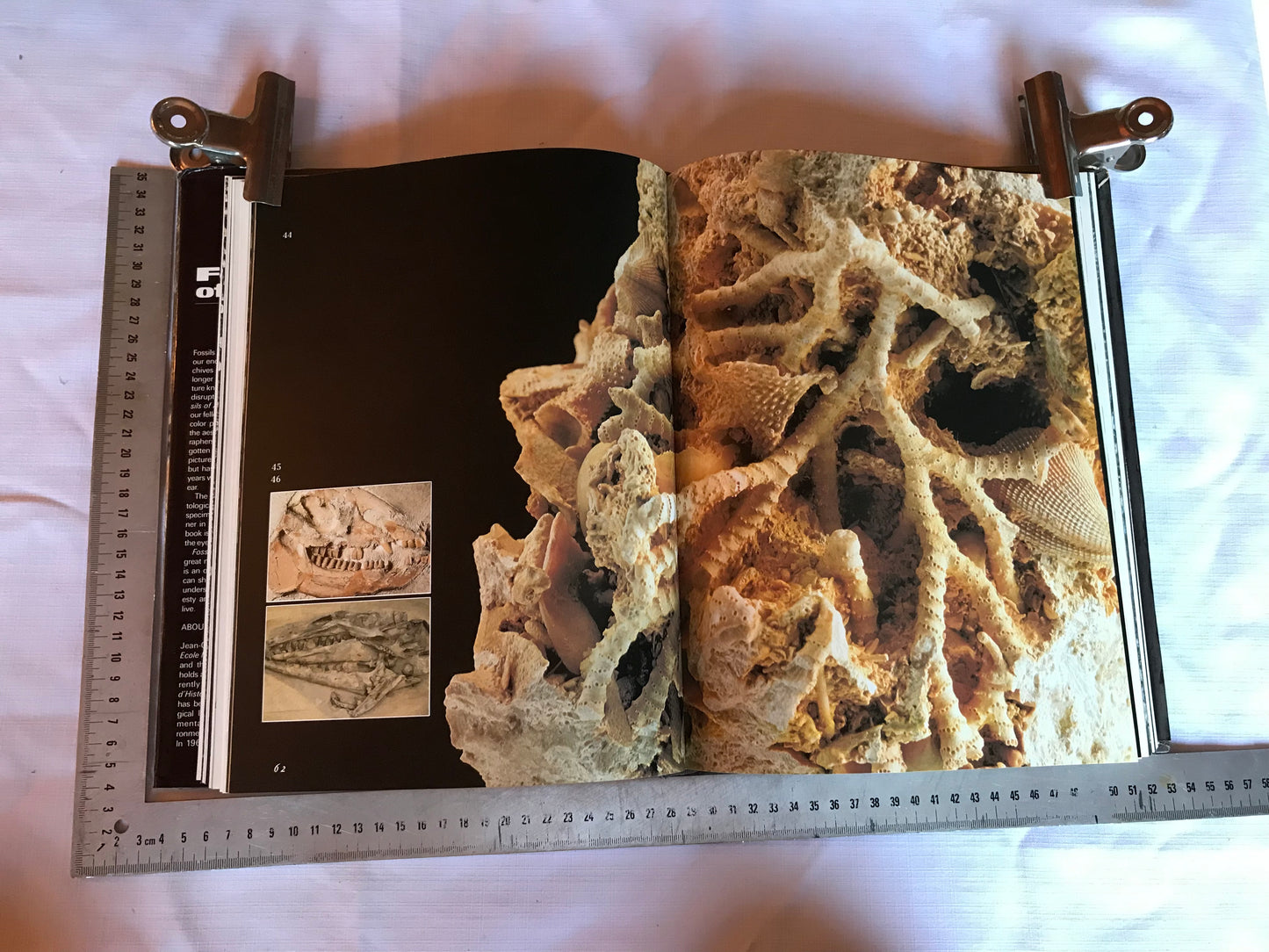 Fossils of all ages