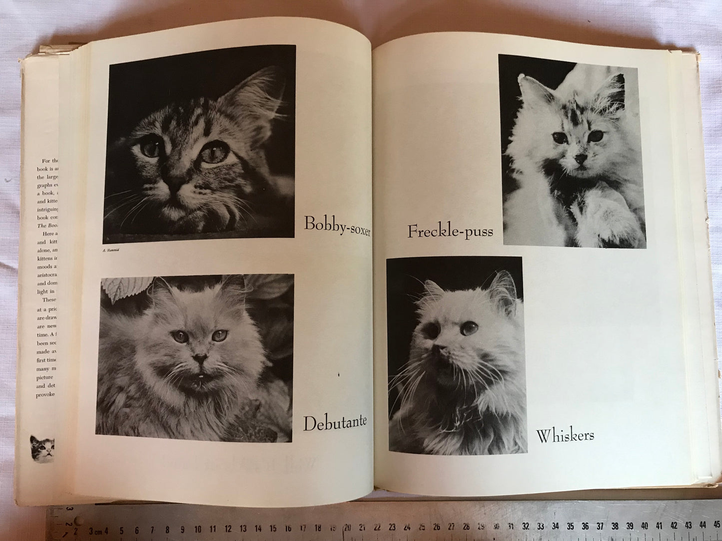 Cats and kittens