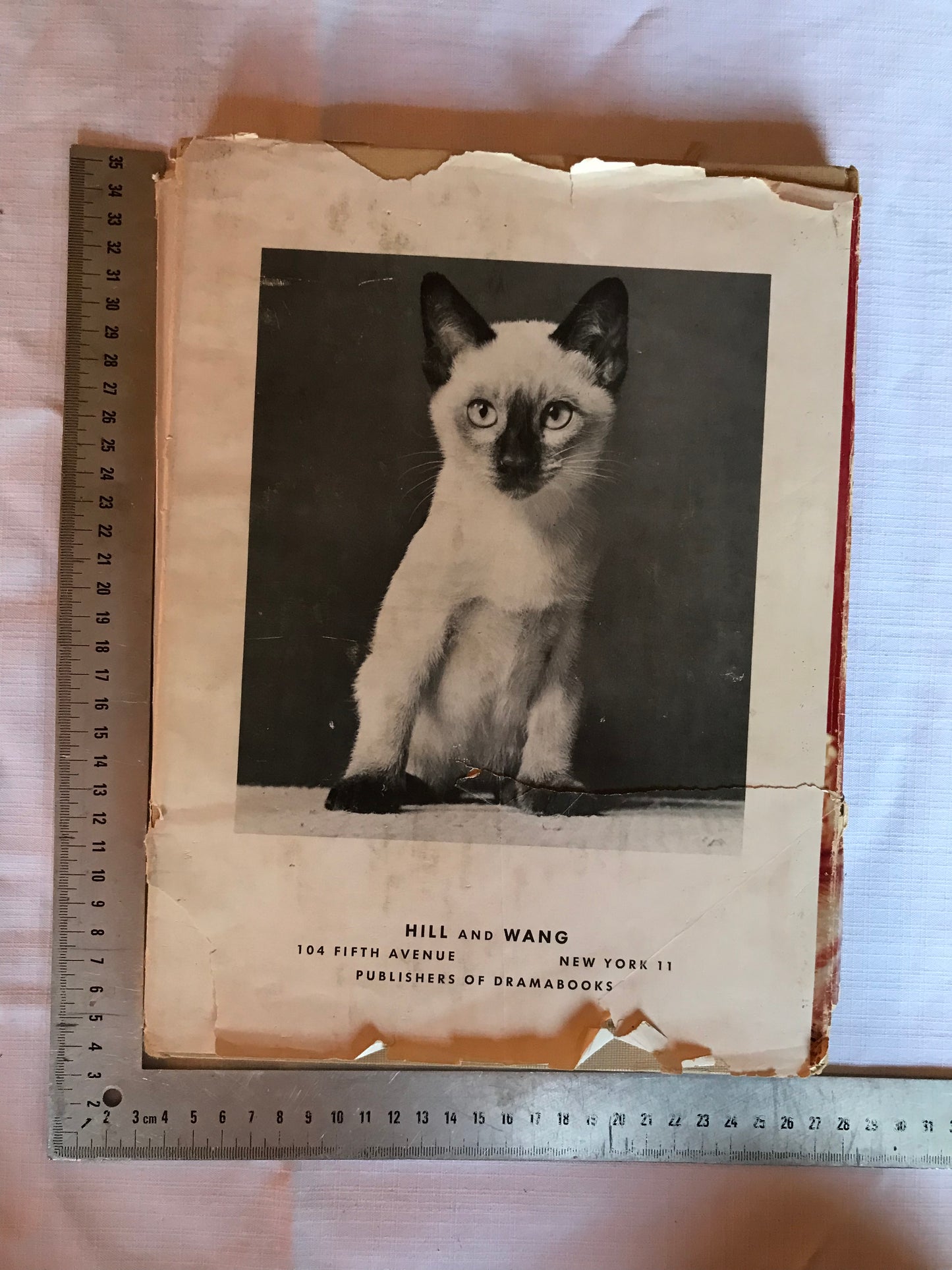 Cats and kittens
