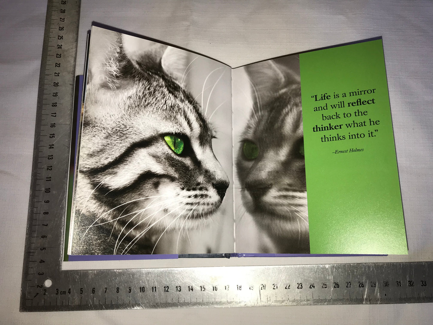 Wisdom of kittens