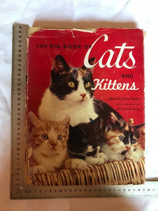 Cats and kittens