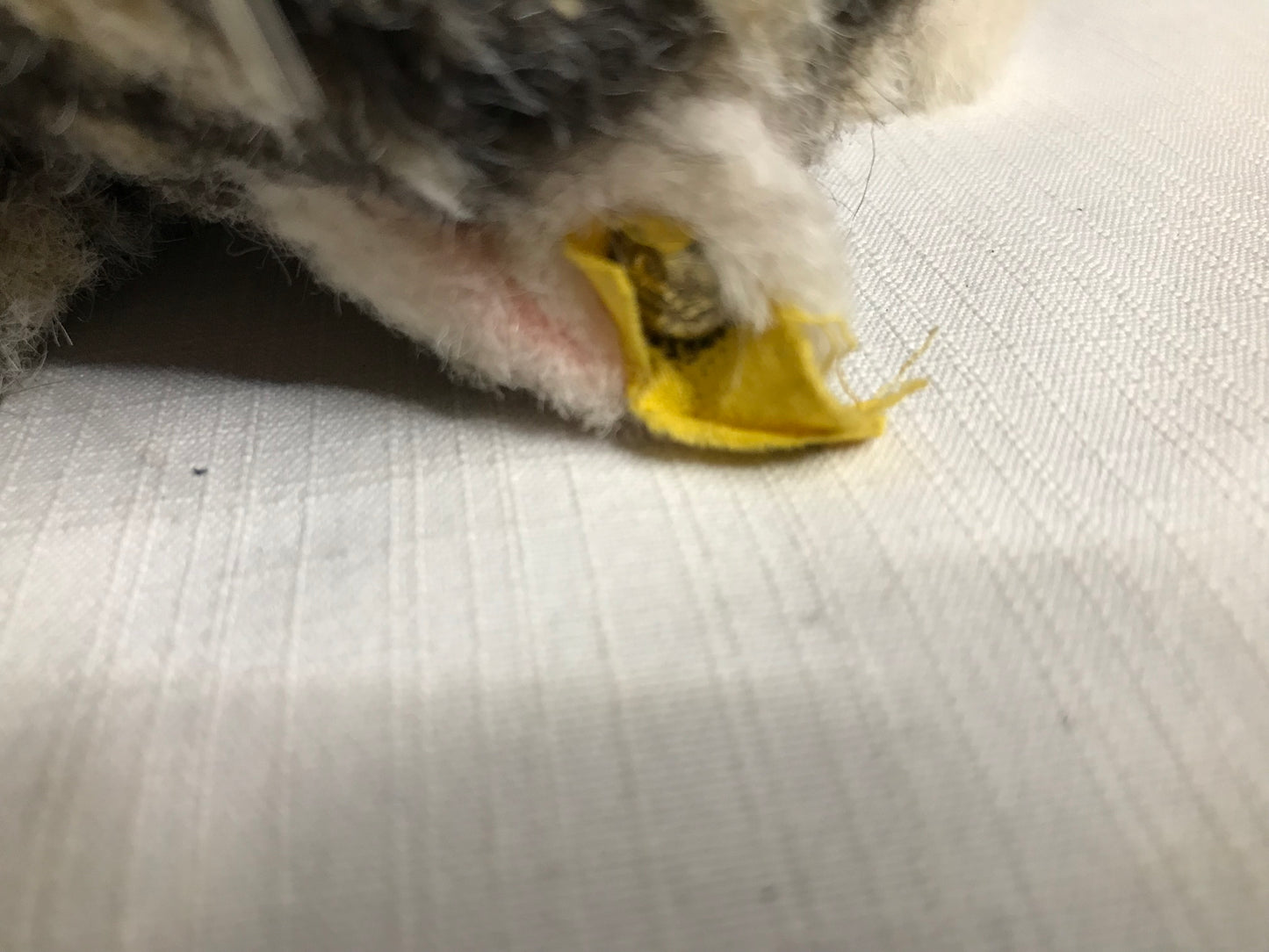 Steiff pre-loved cat plushie